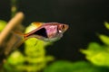 Rasbora heteromorpha aquarium fish on a background of green plants