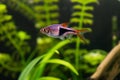 Rasbora heteromorpha aquarium fish on a background of green plants