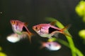 Rasbora heteromorpha aquarium fish on a background of green plants