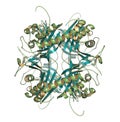 Rasburicase (recombinant urate oxidase) enzyme molecule. Used to treat and prevent tumor lysis syndrome (TLS