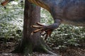 Details with the claws of a dinosaur model at an outdoors dino park in Romania