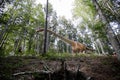 Details with a Seismosaurus dinosaur model at an outdoors dino park in Romania