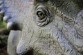 Details with a Styracosaurus dinosaur model at an outdoors dino park in Romania