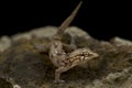 Raso wall gecko (Tarentola raziana) Royalty Free Stock Photo