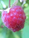 raspberri Royalty Free Stock Photo