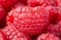Raspberries background. Close up ripe raspberries macro shot Royalty Free Stock Photo