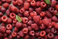 raspberries background, a lot of raspberries