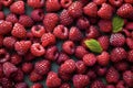 raspberries background, a lot of raspberries