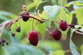 Raspberries bear fruit on the bushes in summer. Raspberry bush in summer in the home garden