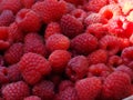 Raspberries, berries of red and yellow raspberries. Raspberry background image Royalty Free Stock Photo