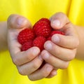 Raspberries berry fruits raspberry berries fruit summer hands ho Royalty Free Stock Photo