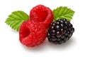 Raspberries and blackberry with leaves