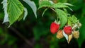 Raspberries on a branch with green leaves