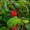 Raspberries on a branch. ripe raspberries on a branch. Royalty Free Stock Photo