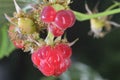 Raspberries on branch Royalty Free Stock Photo