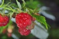 Raspberries on branch Royalty Free Stock Photo