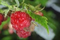 Raspberries on branch Royalty Free Stock Photo