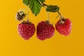 Raspberries on bright yellow paper background with copy space Royalty Free Stock Photo