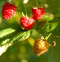 Raspberries on the brush