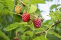 Raspberries on a bush. Big raspberries. Red raspberries hang on a branch of a bush. Ripe raspberry crop. Red raspberries Royalty Free Stock Photo