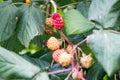 Raspberries on bush Royalty Free Stock Photo