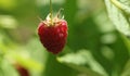 Raspberries bush in garden