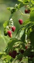 Raspberries bush in garden