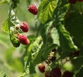 Raspberries bush in garden, summer