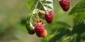 Raspberries bush in garden, summer