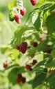 Raspberries bush in garden, summer