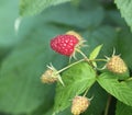 Raspberries bush in garden, summer