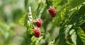 Raspberries bush in garden, summer