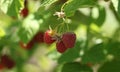 Raspberries bush in garden, summer