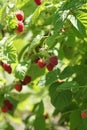 Raspberries bush in garden, summer