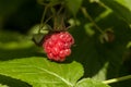 Raspberries on the bush