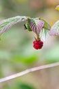 Raspberries on the bush. Wild berry