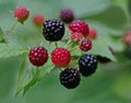 Raspberries Royalty Free Stock Photo