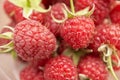 raspberries close-up. Ripe juicy raspberry harvest. Berry background