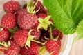 raspberries close-up. Ripe juicy raspberry harvest. Berry background. Royalty Free Stock Photo