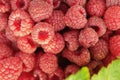 raspberries close-up. Ripe juicy raspberry harvest. Berry background Royalty Free Stock Photo