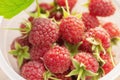 raspberries close-up. Ripe juicy raspberry harvest. Berry background. Royalty Free Stock Photo