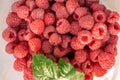 raspberries close-up. Ripe juicy raspberry harvest. Berry background Royalty Free Stock Photo