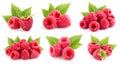 Raspberries leaf collection Royalty Free Stock Photo