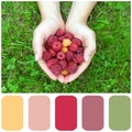 Raspberries, colour palette with color swatch