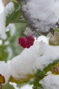 Raspberries and the first snow.The first snow fell on raspberry bushes with frozen red berries Royalty Free Stock Photo