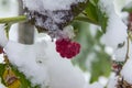 Raspberries and the first snow.The first snow fell on raspberry bushes with frozen red berries Royalty Free Stock Photo