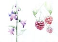 Raspberries fruit, leaves bell flowers graphic icon waterco