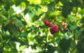 Raspberries in the garden