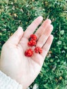 Raspberries in hand. Girl picking raspberries in september in cold morning in woods. Delicious healthy food