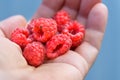 Raspberries in the hand. Male hand holds raspberries. Hand with red raspberries.